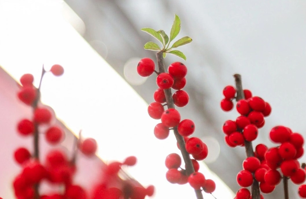 unique peach trees attract festive customers ahead of tet picture 10