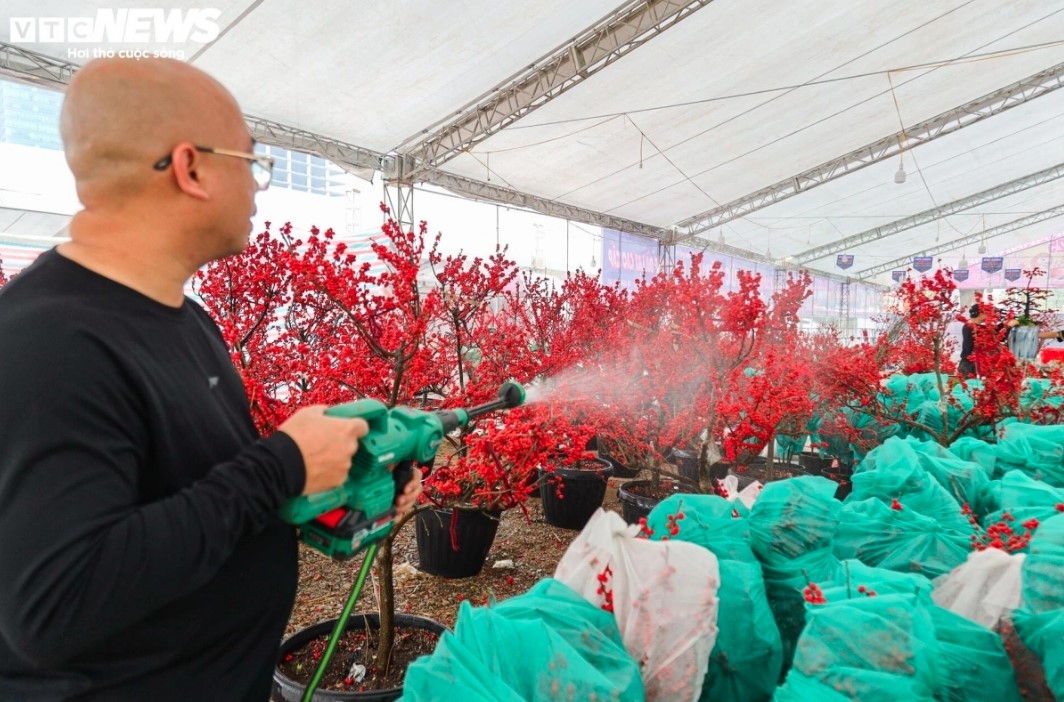 unique peach trees attract festive customers ahead of tet picture 11