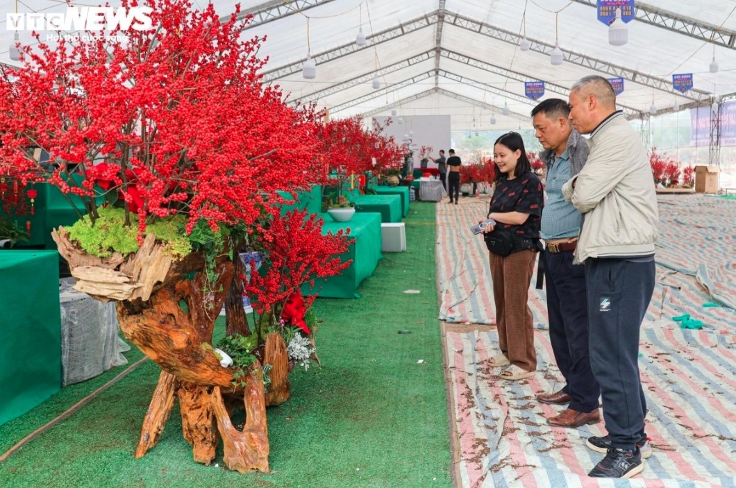 unique peach trees attract festive customers ahead of tet picture 12