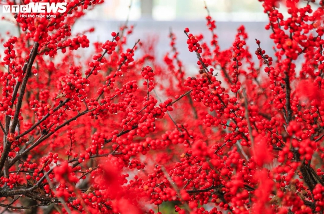 unique peach trees attract festive customers ahead of tet picture 4