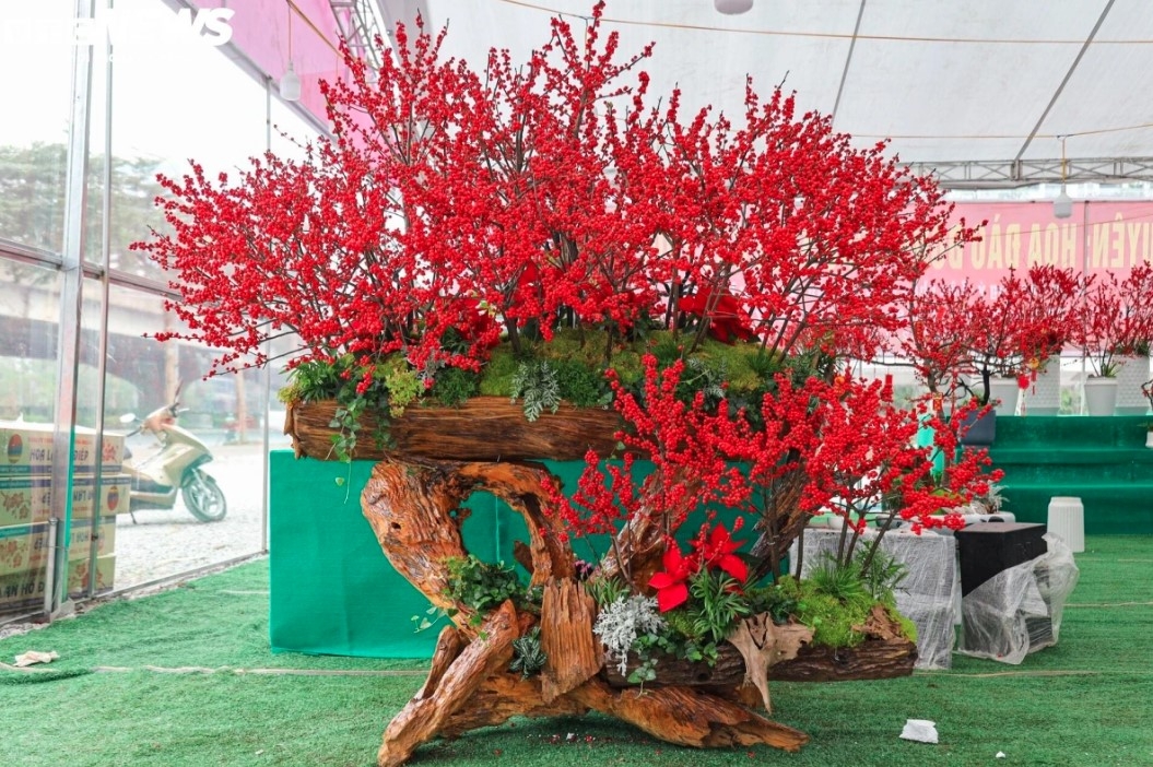 unique peach trees attract festive customers ahead of tet picture 6