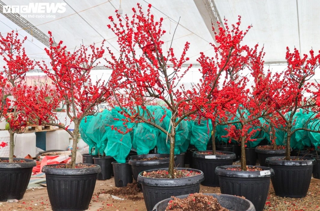 unique peach trees attract festive customers ahead of tet picture 7