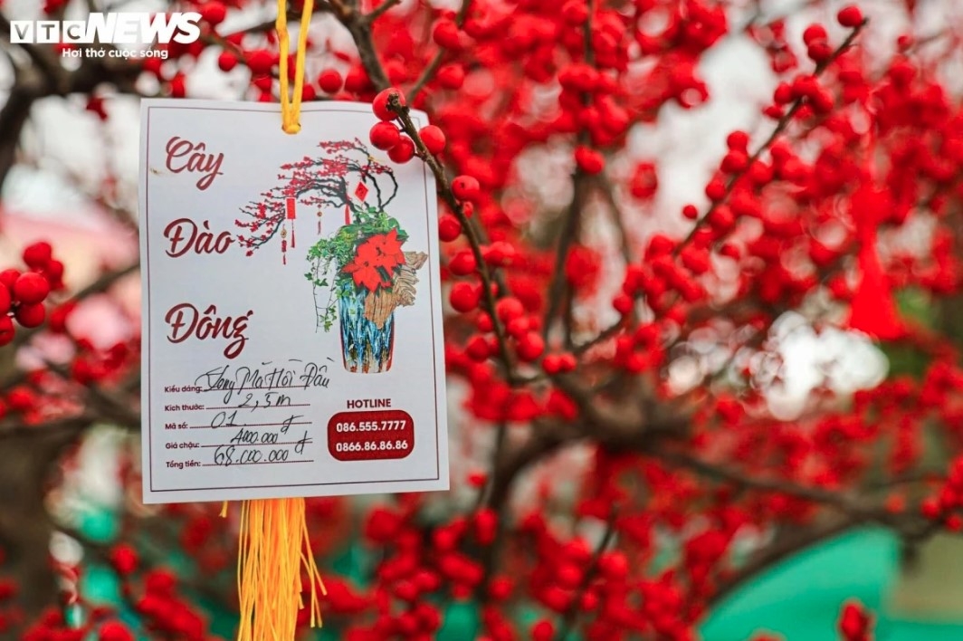 unique peach trees attract festive customers ahead of tet picture 8