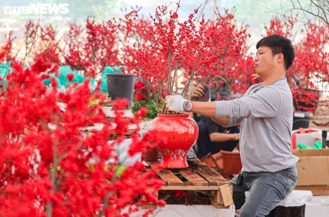 unique peach trees attract festive customers ahead of tet picture 9