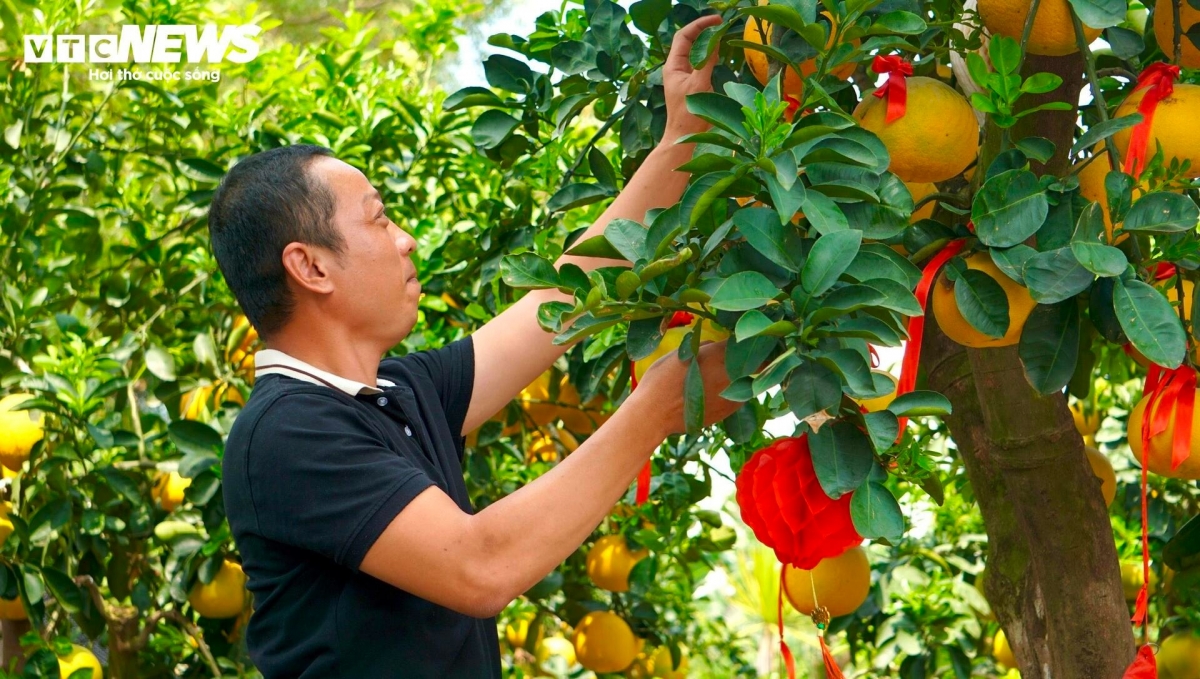 cay canh trung tet e khach khien nhieu nha vuon tp.hcm rau ri hinh anh 11