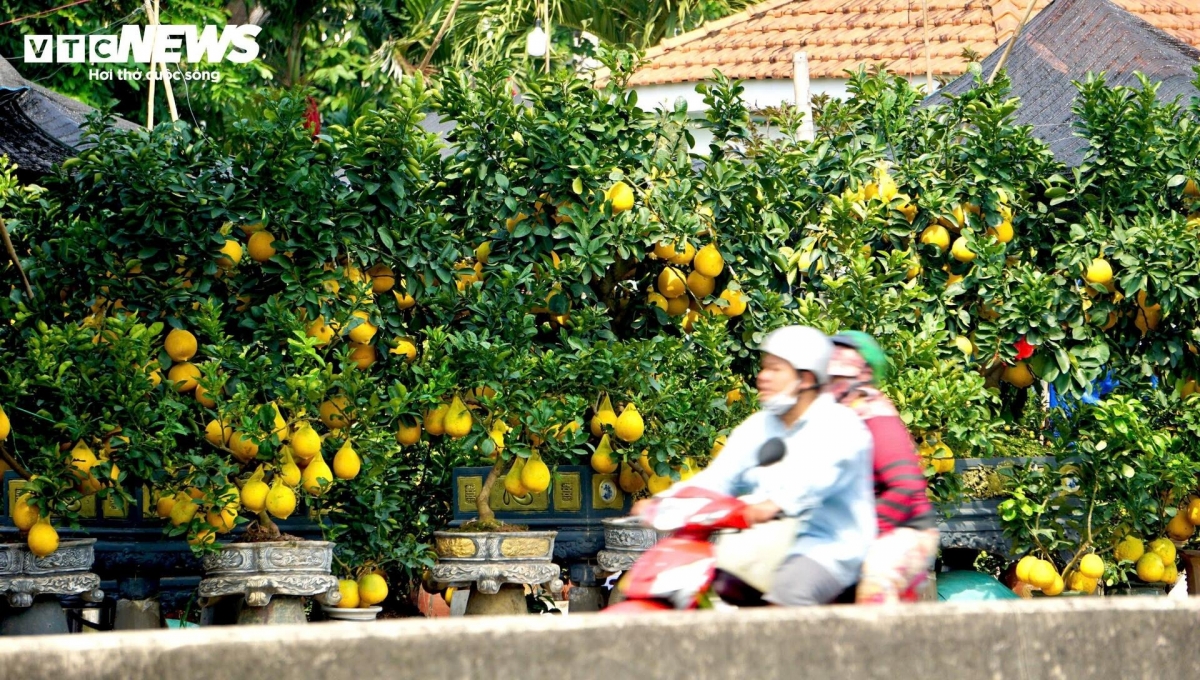 cay canh trung tet e khach khien nhieu nha vuon tp.hcm rau ri hinh anh 1