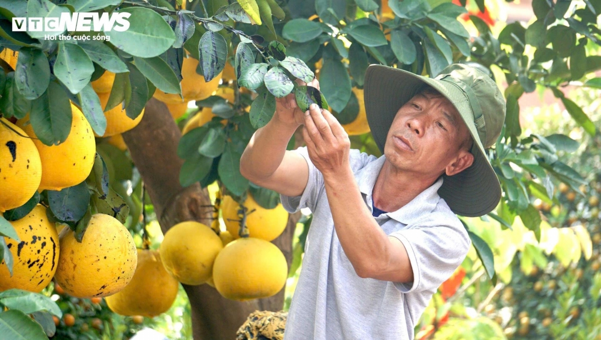 cay canh trung tet e khach khien nhieu nha vuon tp.hcm rau ri hinh anh 5