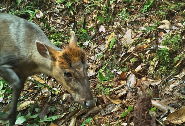 camera traps reveal rare animal species in nghe an primeval forest picture 1