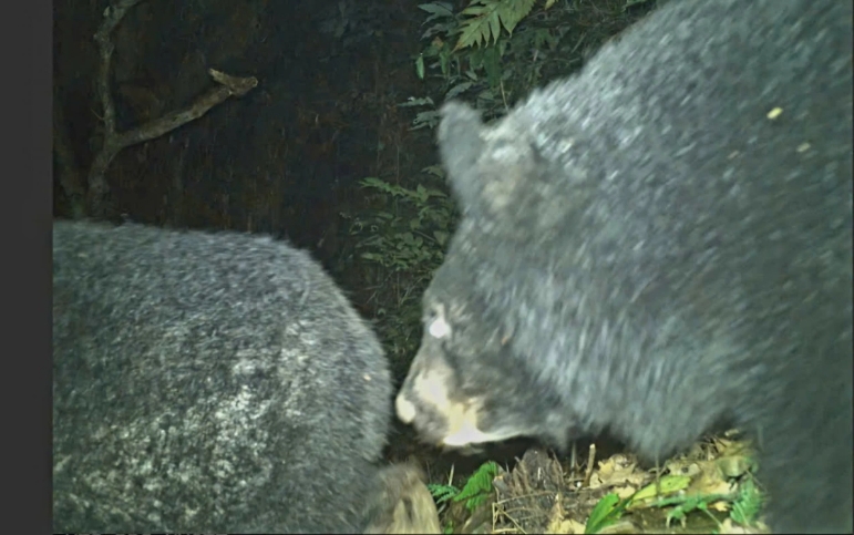 camera traps reveal rare animal species in nghe an primeval forest picture 2