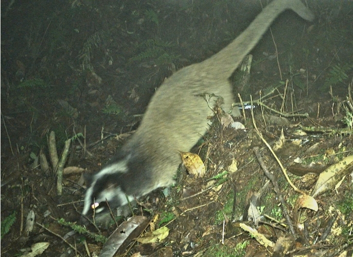 camera traps reveal rare animal species in nghe an primeval forest picture 3