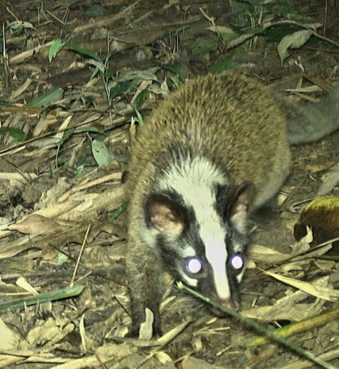 camera traps reveal rare animal species in nghe an primeval forest picture 4