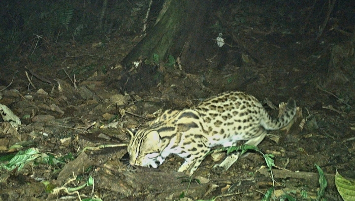 Camera traps reveal rare animal species in Nghe An primeval forest