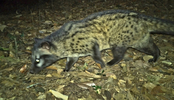 camera traps reveal rare animal species in nghe an primeval forest picture 6