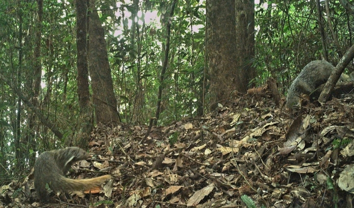 camera traps reveal rare animal species in nghe an primeval forest picture 7