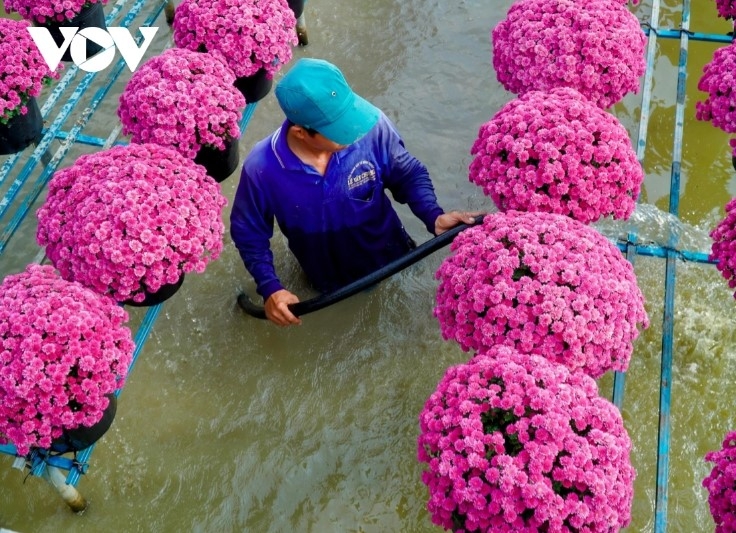 dazzling spring colours emerge in mekong delta flower city picture 10