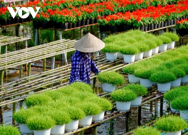 dazzling spring colours emerge in mekong delta flower city picture 2