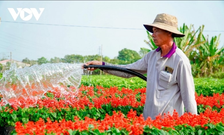 dazzling spring colours emerge in mekong delta flower city picture 3