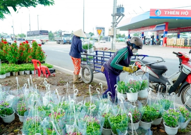 dazzling spring colours emerge in mekong delta flower city picture 4