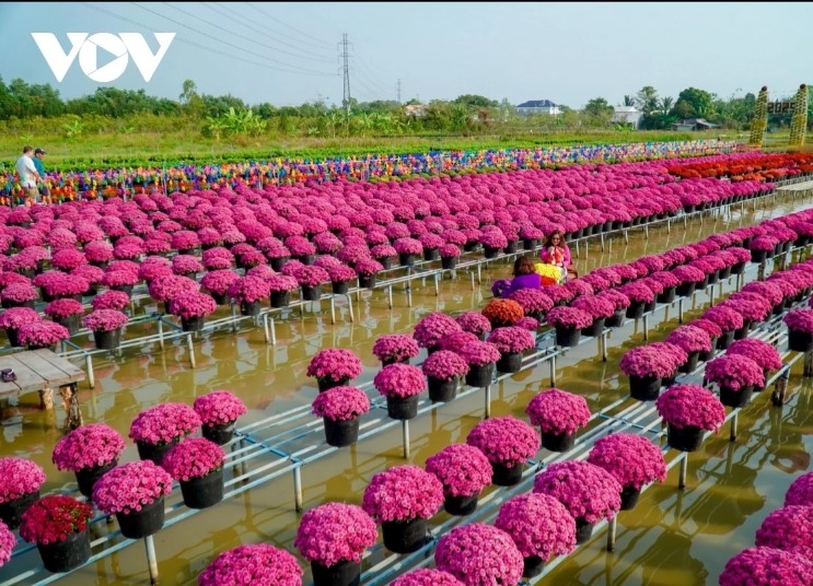 dazzling spring colours emerge in mekong delta flower city picture 5