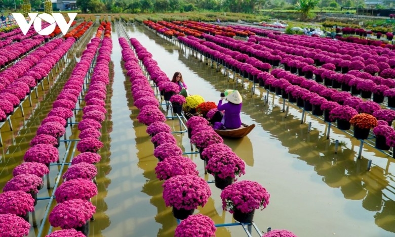 dazzling spring colours emerge in mekong delta flower city picture 6