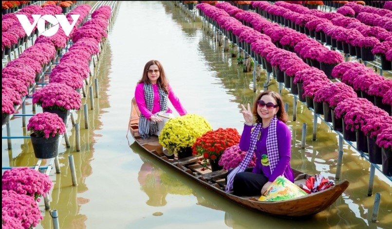 dazzling spring colours emerge in mekong delta flower city picture 8