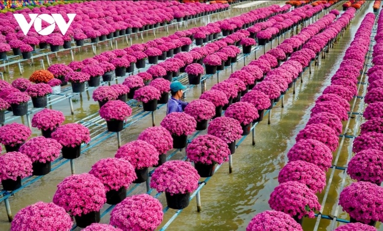 dazzling spring colours emerge in mekong delta flower city picture 9