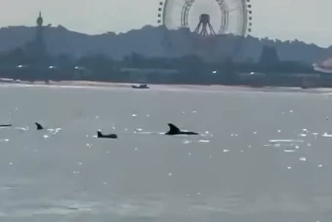 school of dolphins spotted off phu quoc island picture 1