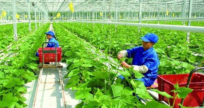 thanh hóa tăng trưởng xanh bắt đầu từ con người hình ảnh 3 thanh hoa tang truong xanh bat dau tu con nguoi hinh anh 3