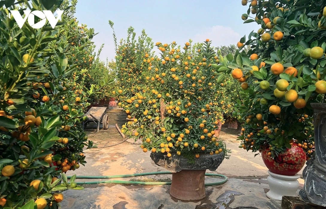 peach and kumquat tree growers busy ahead of tet picture 10