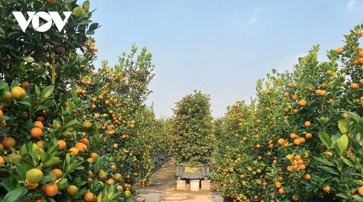 peach and kumquat tree growers busy ahead of tet picture 11