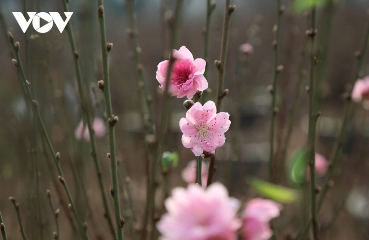 peach and kumquat tree growers busy ahead of tet picture 3