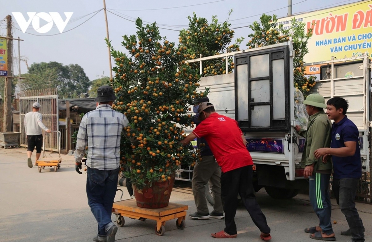 peach and kumquat tree growers busy ahead of tet picture 4