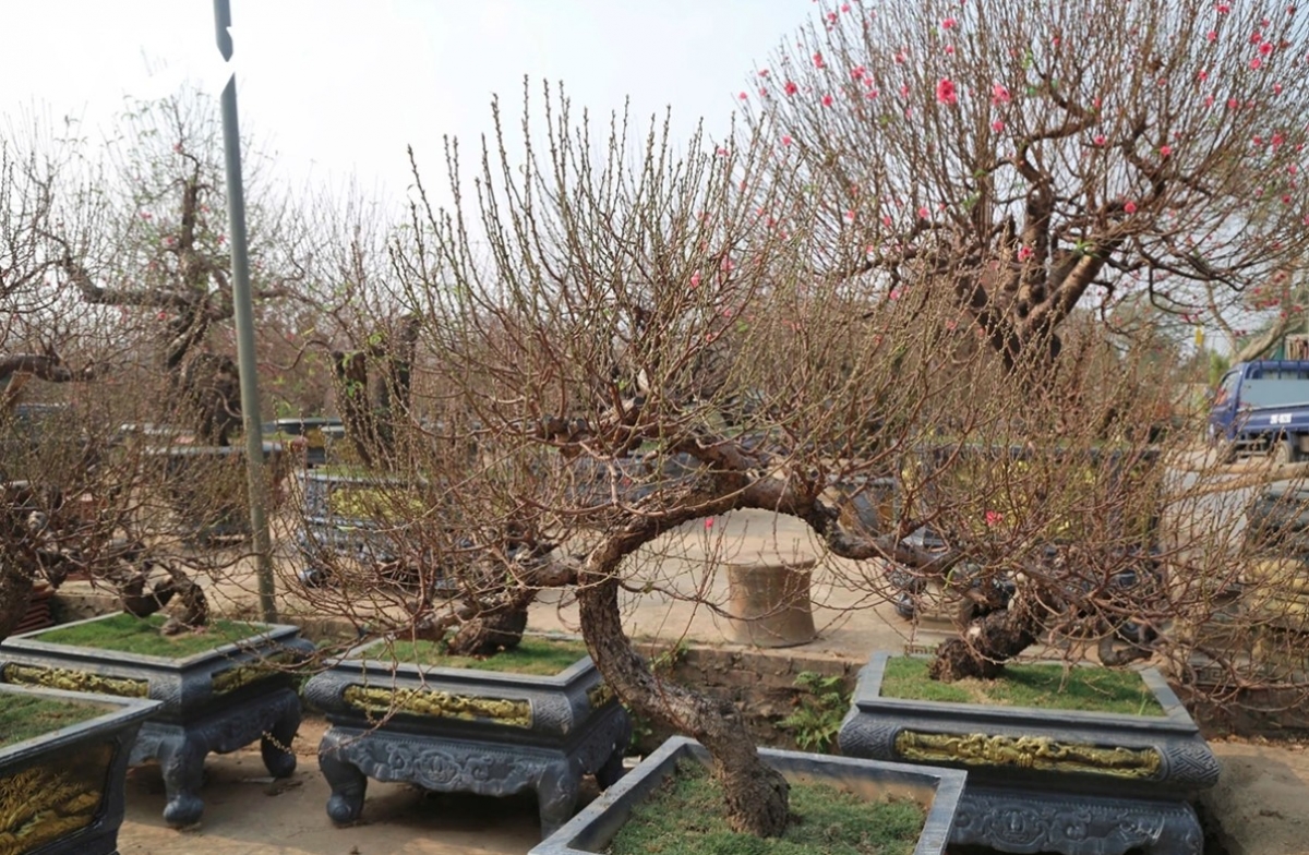 peach and kumquat tree growers busy ahead of tet picture 5