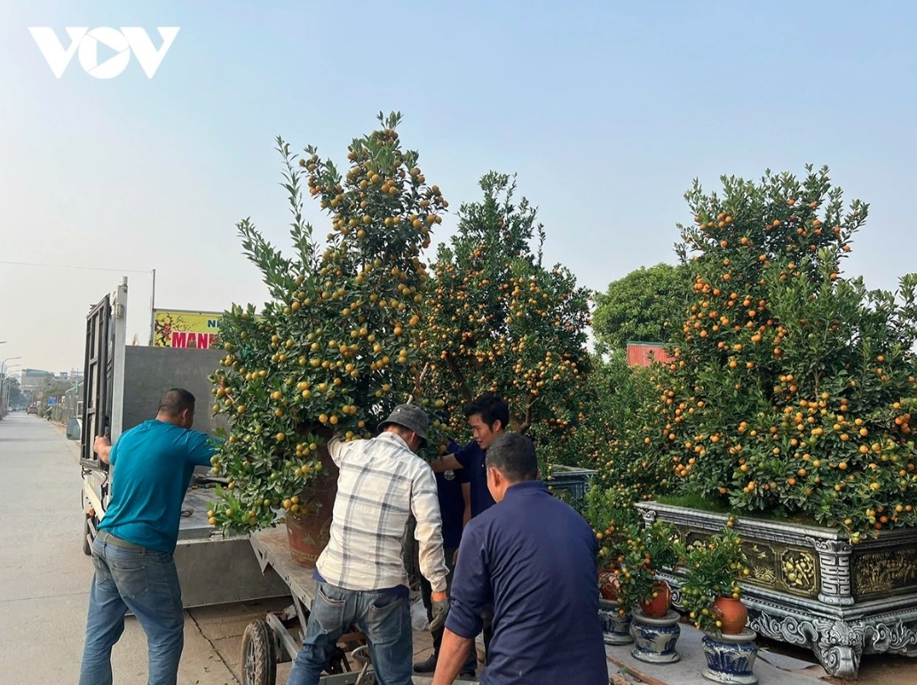 peach and kumquat tree growers busy ahead of tet picture 6