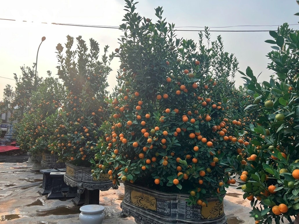 peach and kumquat tree growers busy ahead of tet picture 7