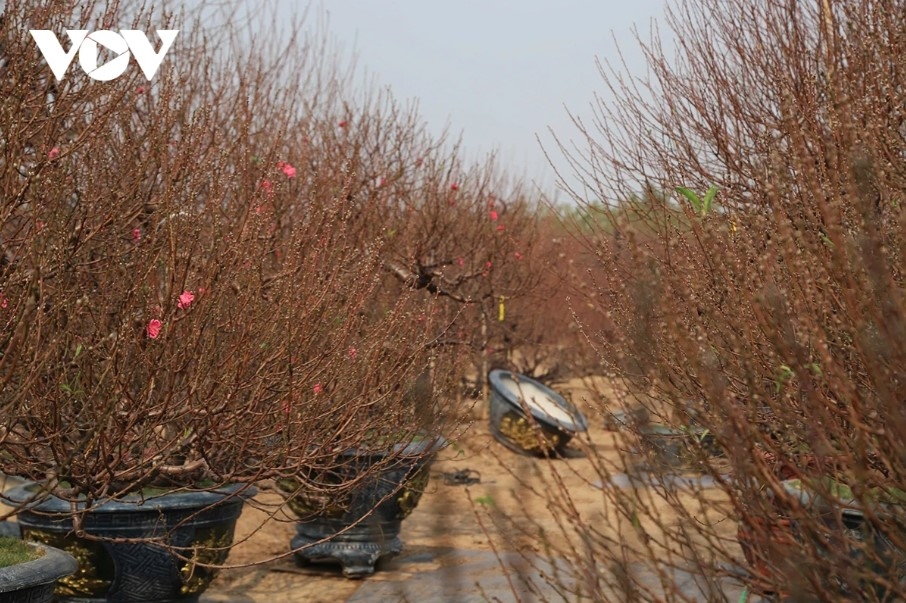 peach and kumquat tree growers busy ahead of tet picture 8