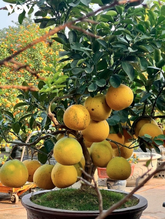 peach and kumquat tree growers busy ahead of tet picture 9