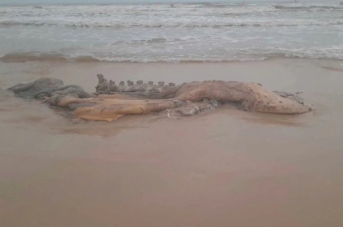 whale carcass washed ashore on quang tri beach picture 1