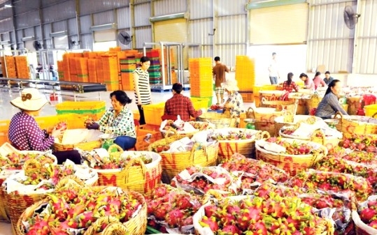 xuat khau rau qua huong toi muc tieu 8 ty usd trong nam nay hinh anh 1