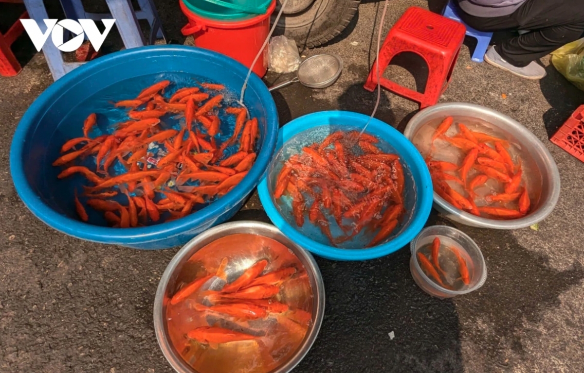 traders flood hanoi s largest fish market as kitchen gods day nears picture 10