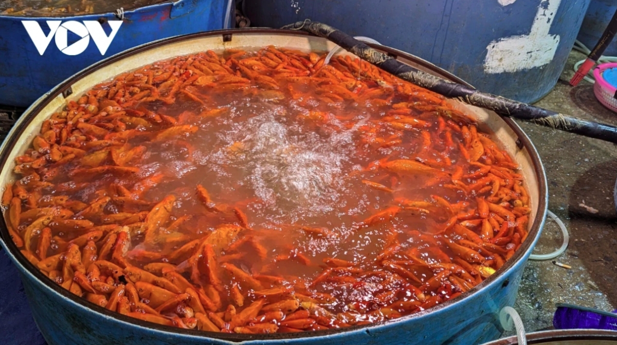 traders flood hanoi s largest fish market as kitchen gods day nears picture 3