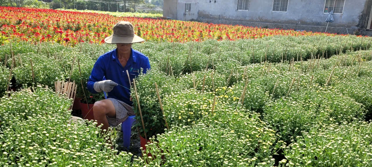 ben tre ruc ro sac mau mua hoa kieng tet co truyen hinh anh 4