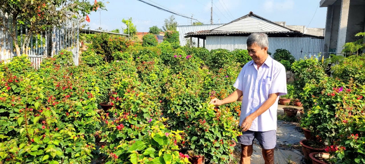 ben tre ruc ro sac mau mua hoa kieng tet co truyen hinh anh 9