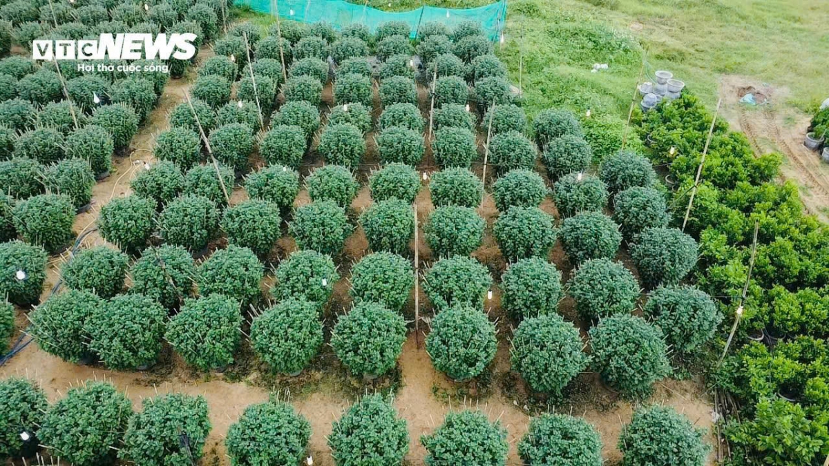 hoa tet no muon, nguoi dan phu yen chong den ngay dem hinh anh 1