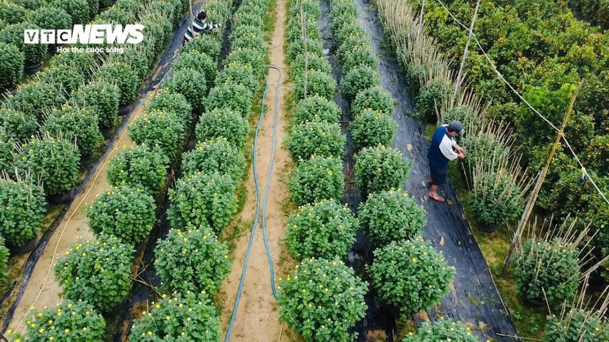 hoa tet no muon, nguoi dan phu yen chong den ngay dem hinh anh 10