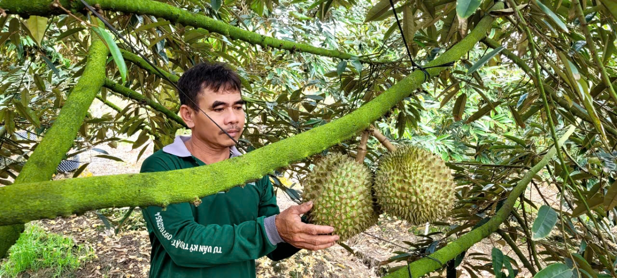 Trái sầu riêng cận Tết giảm giá sâu, nhà vườn đón Tết kém vui