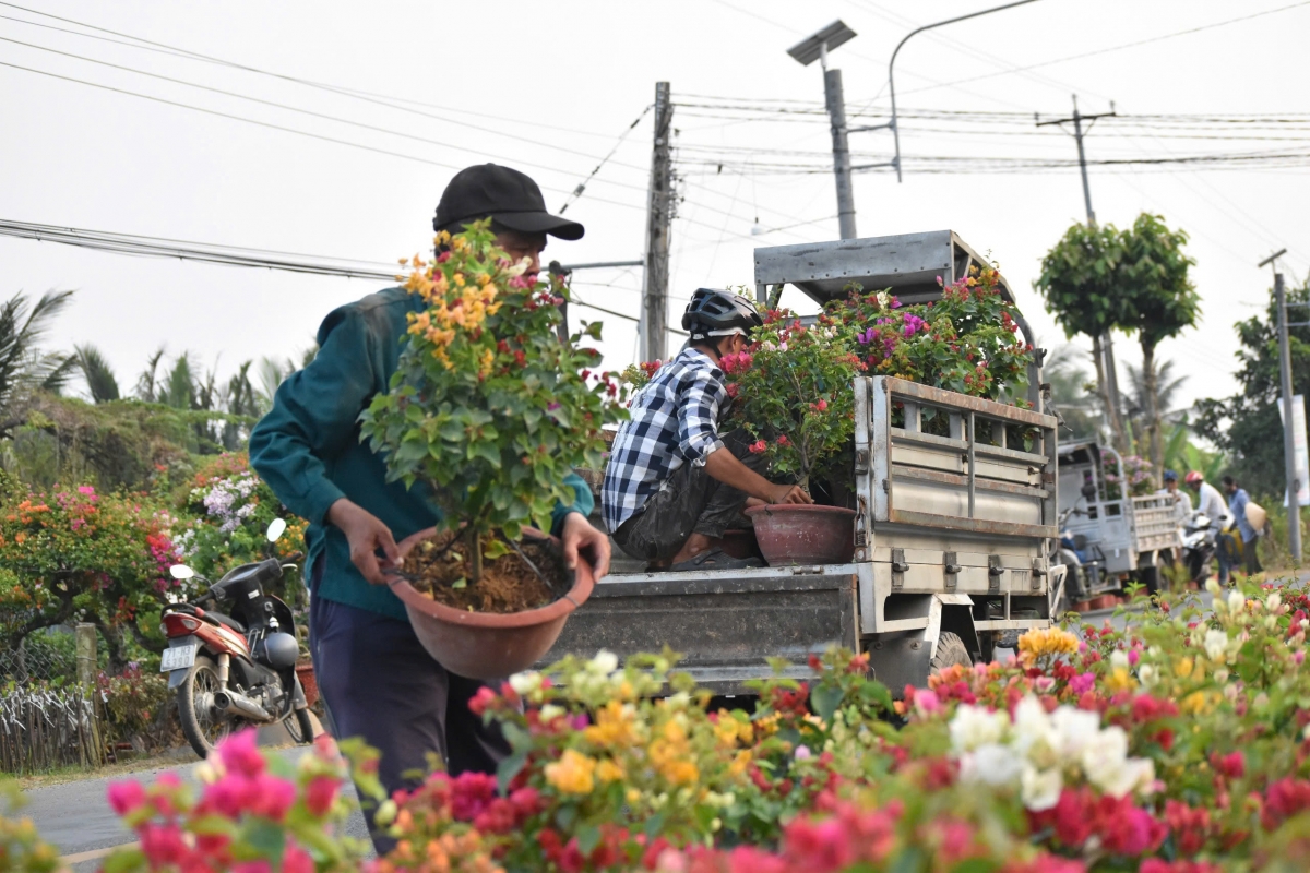 thi truong hoa kieng tet tai tien giang, ben tre nguoi cuoi, ke khoc hinh anh 5