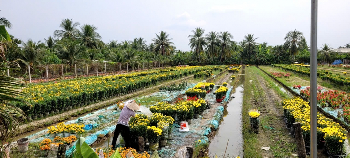 thi truong hoa kieng tet tai tien giang, ben tre nguoi cuoi, ke khoc hinh anh 7