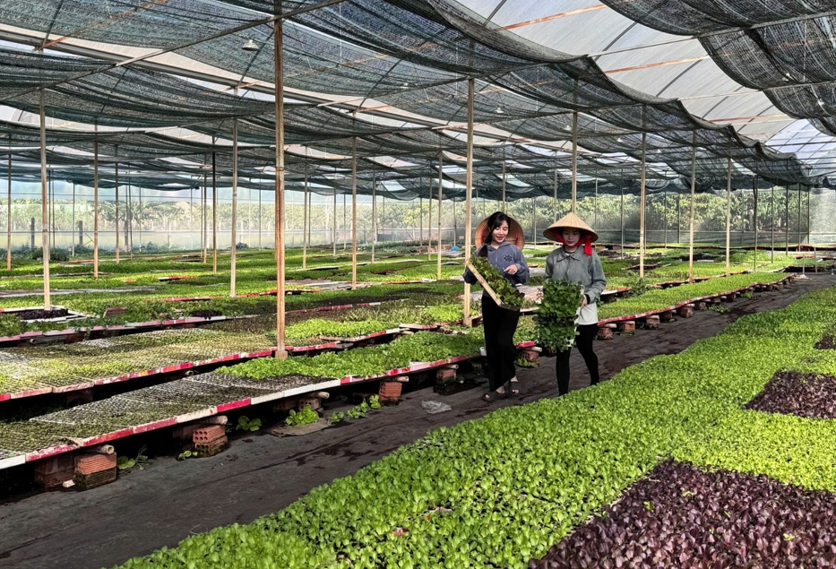 L.A Green: Hành trình kiến tạo những vụ mùa bội thu cho người nông dân Việt