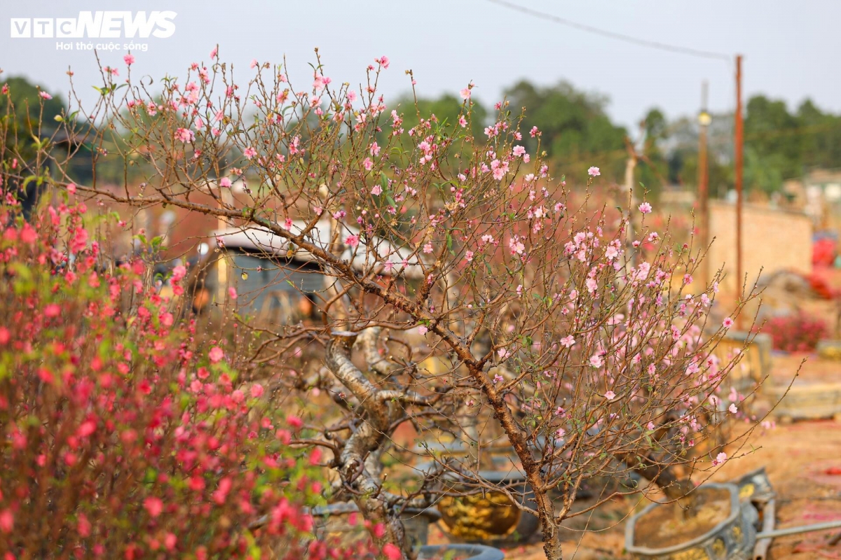 Dao nhat tan tu pho ve vuon, cho hoi sinh cho tet nam sau hinh anh 13